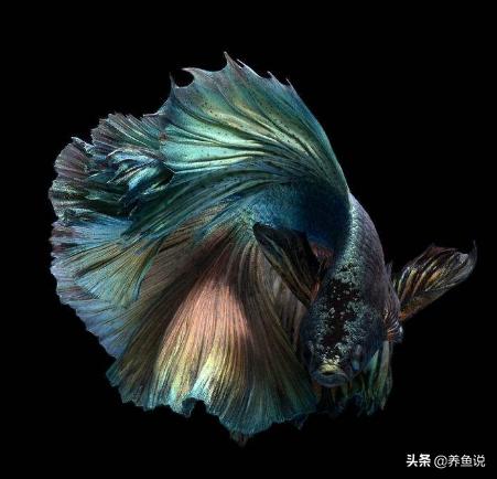 斗鱼凶猛吗可以合缸吗,斗鱼是不是很好斗