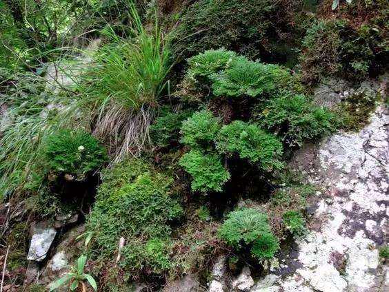 农村小野草“九死还魂”，缺水成枯草，遇水就复活，如今成高档货