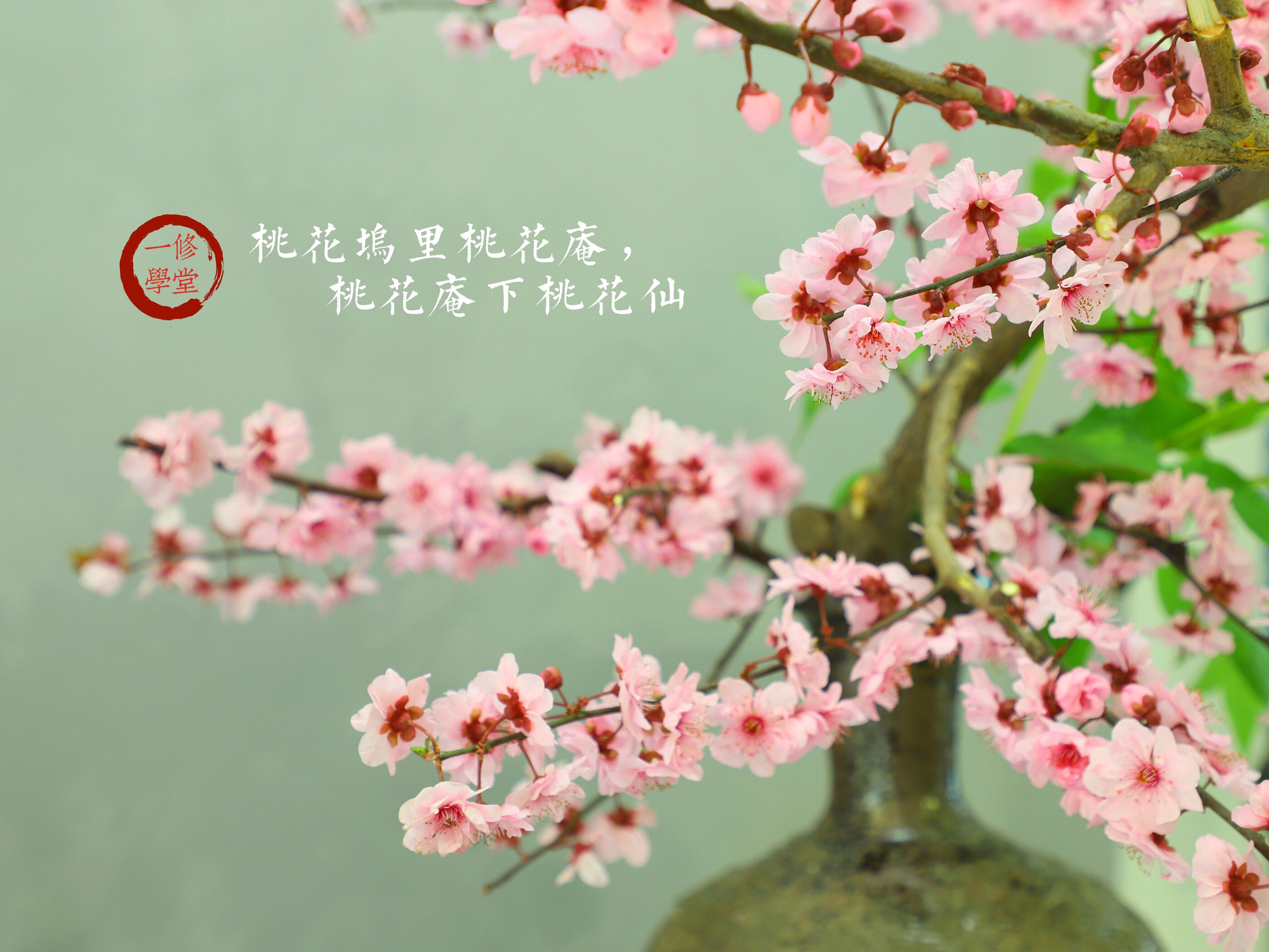 林清玄刺花,学插花知识