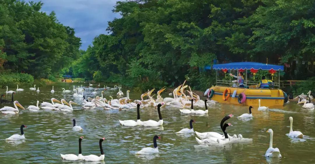 带小婴儿长隆动物园游玩攻略,亲子游玩广州熊猫酒店长隆攻略