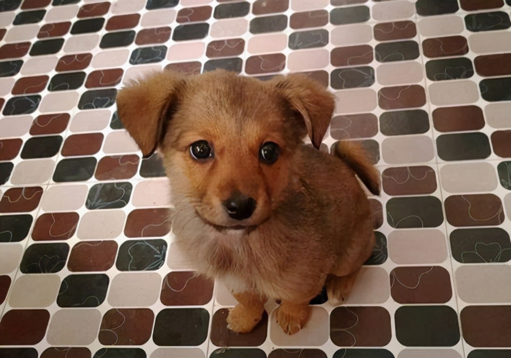 为什么狗狗吐完就食欲大增,狗狗呕吐后怎么进食