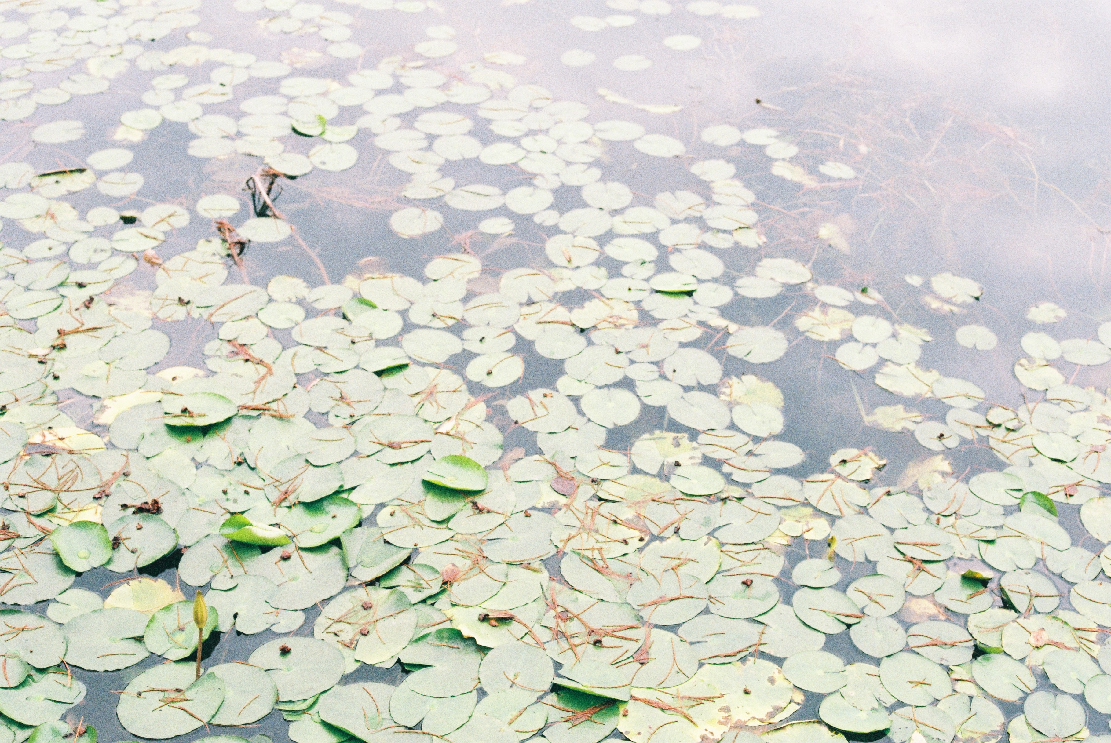 胶片拍出来不晒是什么样子的,日系胶片拍摄过程
