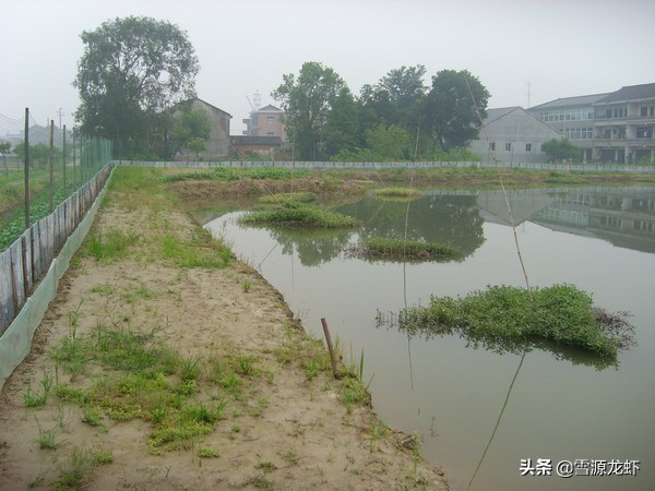 三招解决虾塘问题,虾塘问题及解决方法