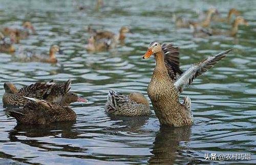 鸭子白天下蛋是怎么回事,鸭子不会孵蛋怎么回事