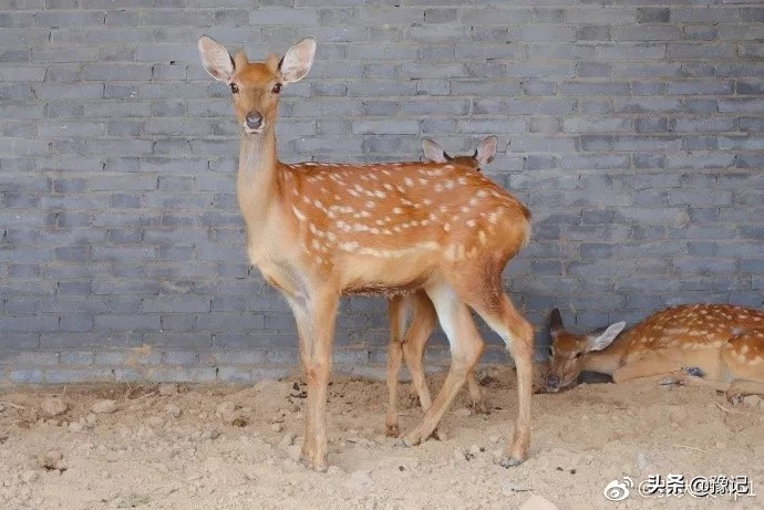 郑州蒙古包烤全羊,郑州有没有全羊