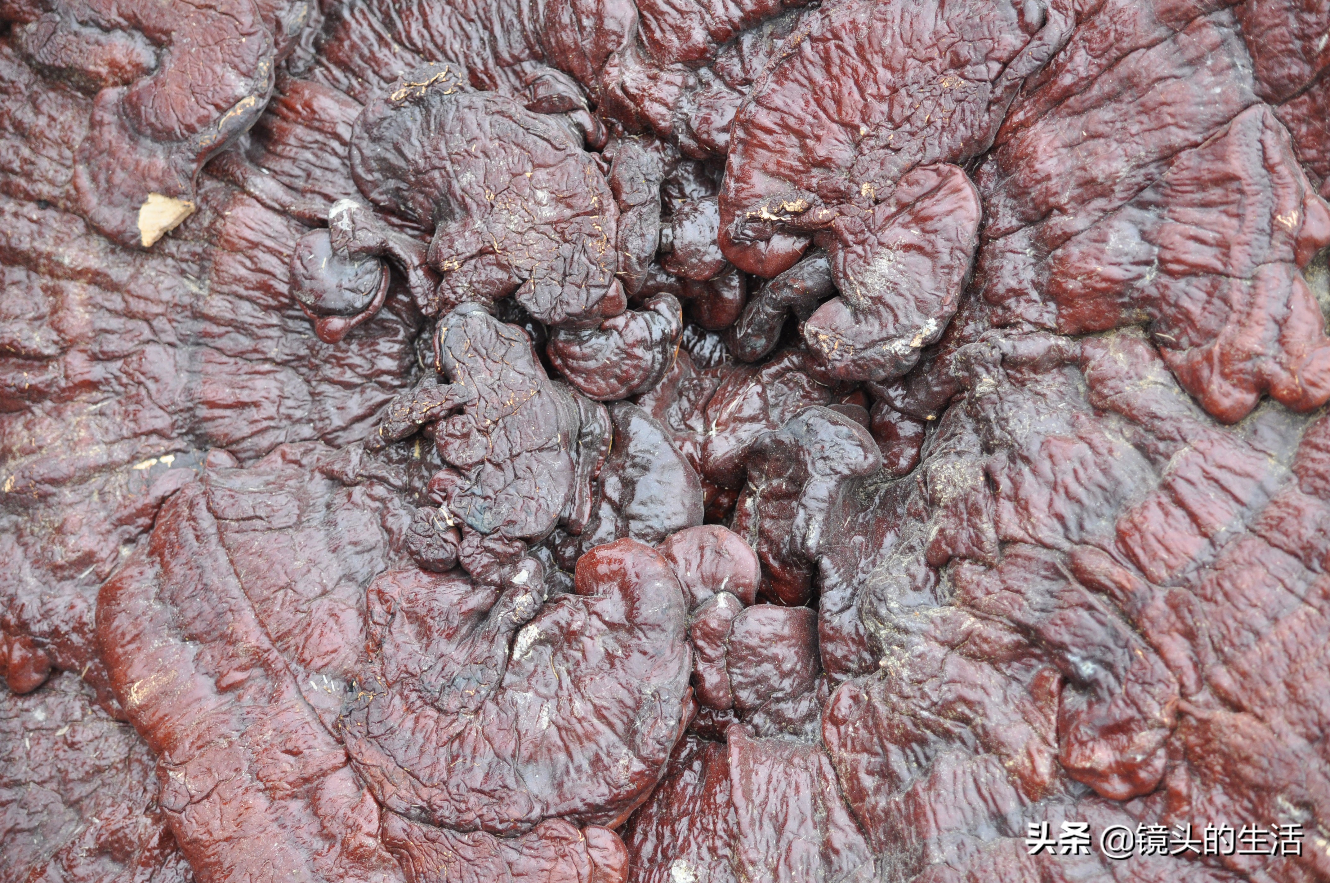 鍐滄潙灏忎紮鎵惧埌鐝嶈吹鑽潗浠锋牸涓嶈彶,澶у彅鎺忓嚭6鍧楀崠鑽潗鐨勯挶