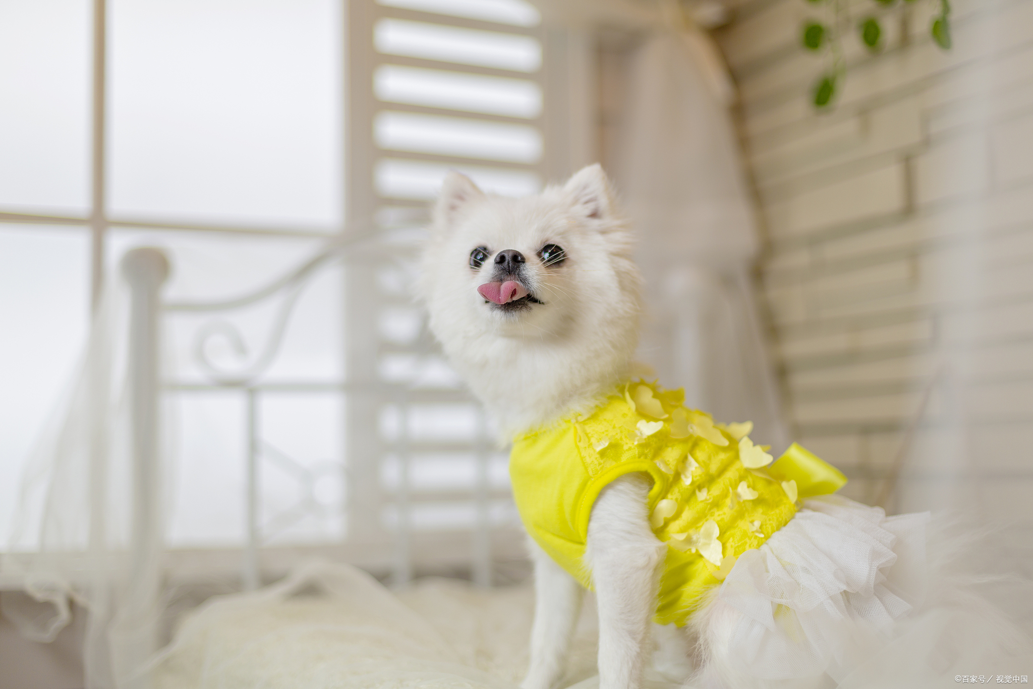 博美最便宜的价格是多少钱一只,大体博美价格多少一只