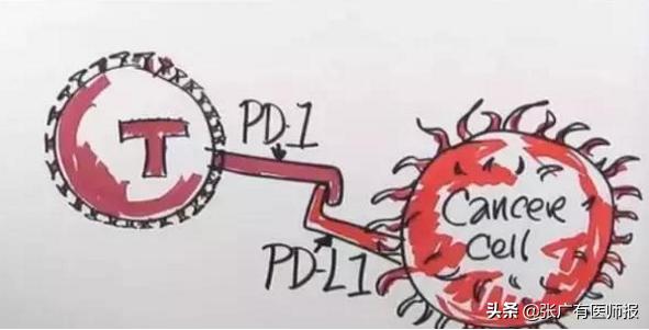 #青云计划#手撕抗癌神药PD-1，疗效有多强，副作用就可能有多大