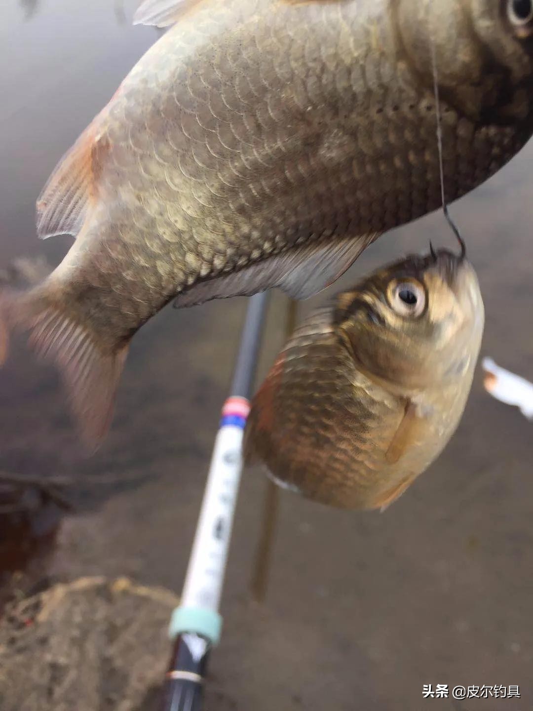 红狼鲢霸鱼竿,红狼湖库版鲢鳙竿