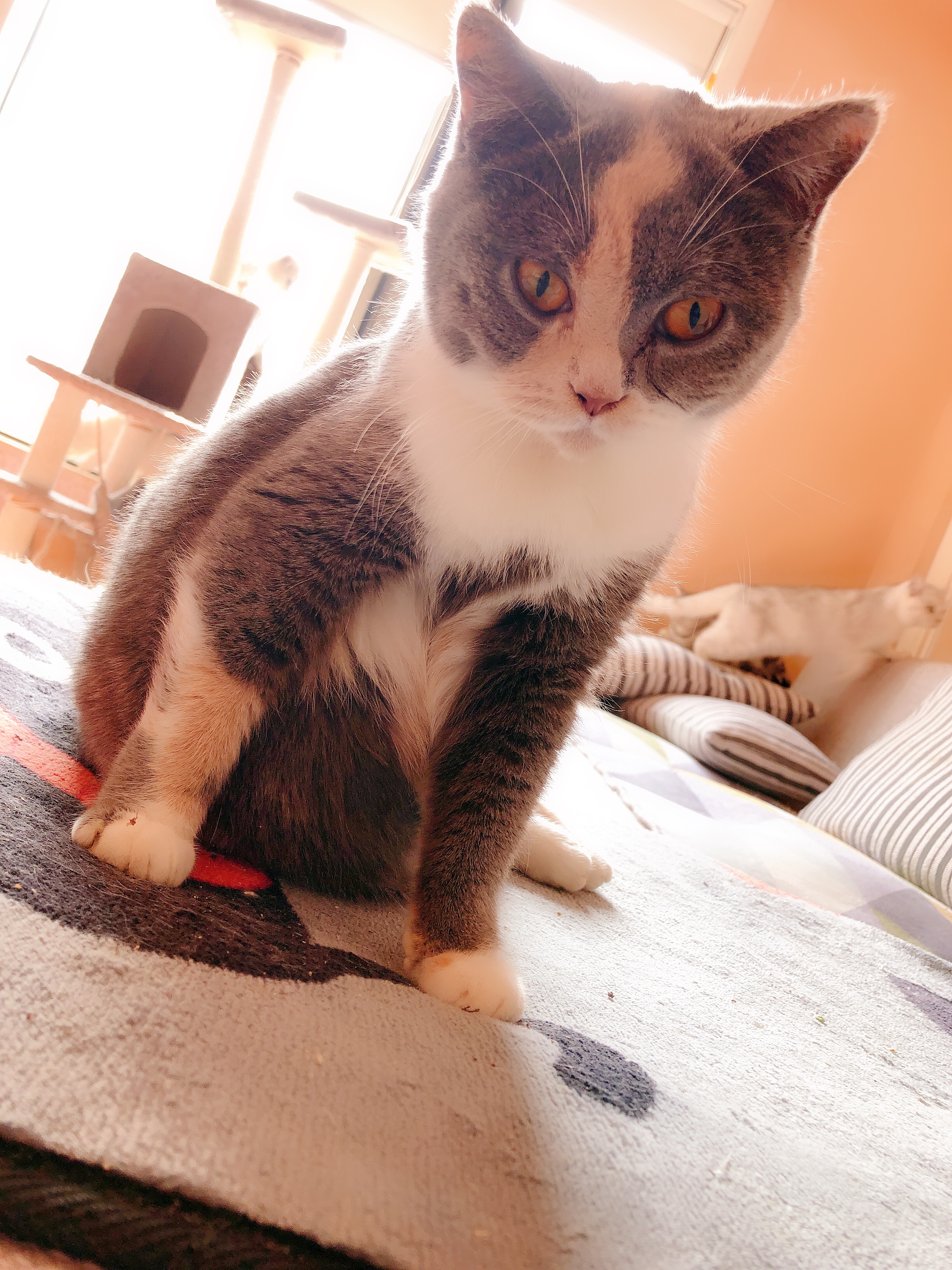 猫咪得了猫癣比较严重怎么办,猫咪得了猫癣能彻底治愈吗