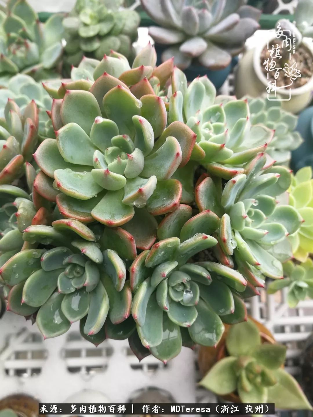 养好能养好的才是王道！期待多肉们的华丽转身