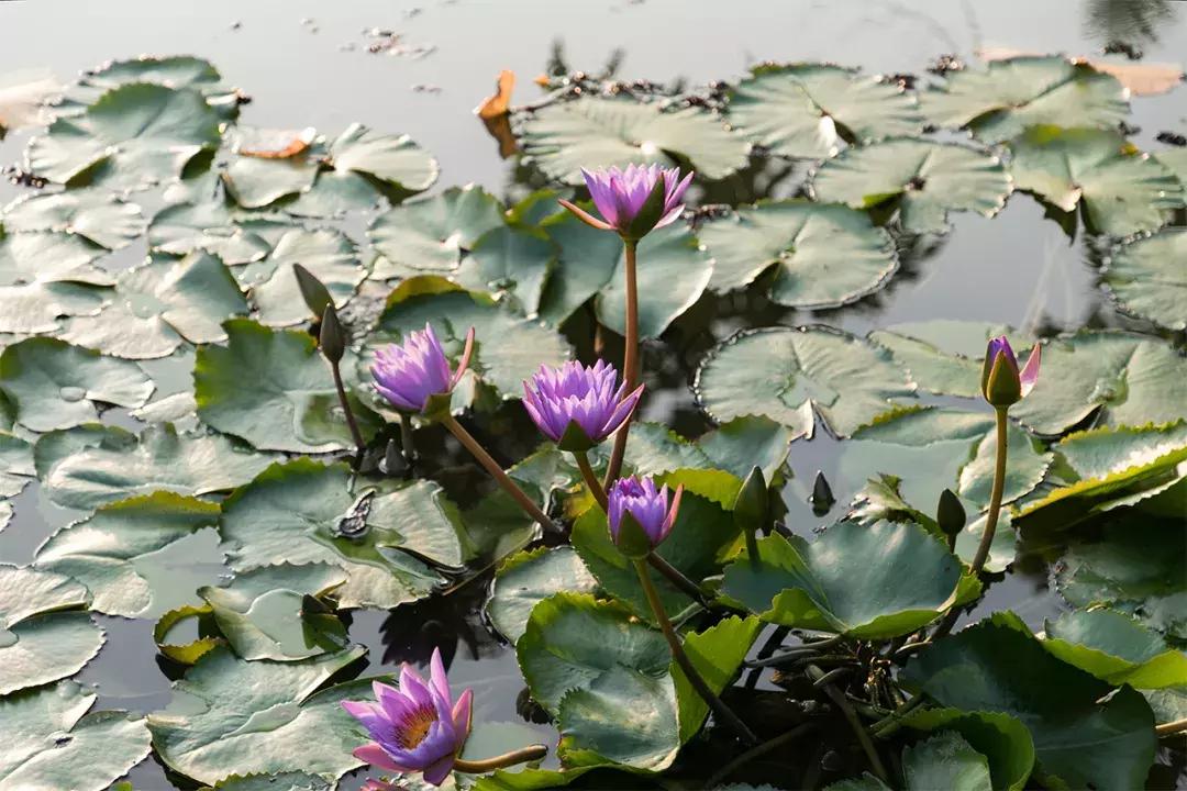 深圳大学游玩攻略一日游,深圳大学打卡攻略