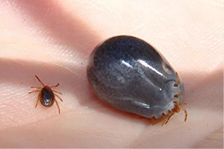 小女孩被虫子咬了差点毁容,虫子咬小孩差点毁容