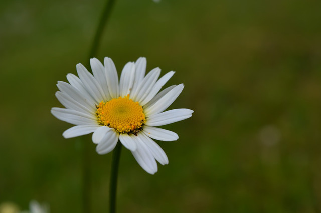 洋甘菊花语苦难中的坚强,洋甘菊真是好养活