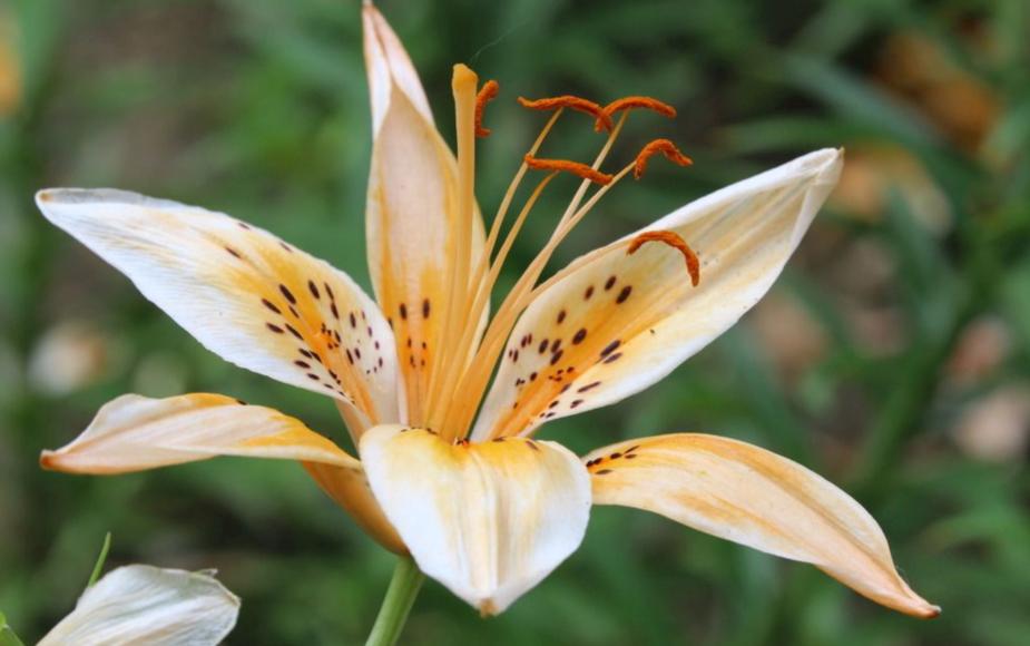 盆栽百合开花时要怎么养,盆栽百合开花后怎么打理还会开花