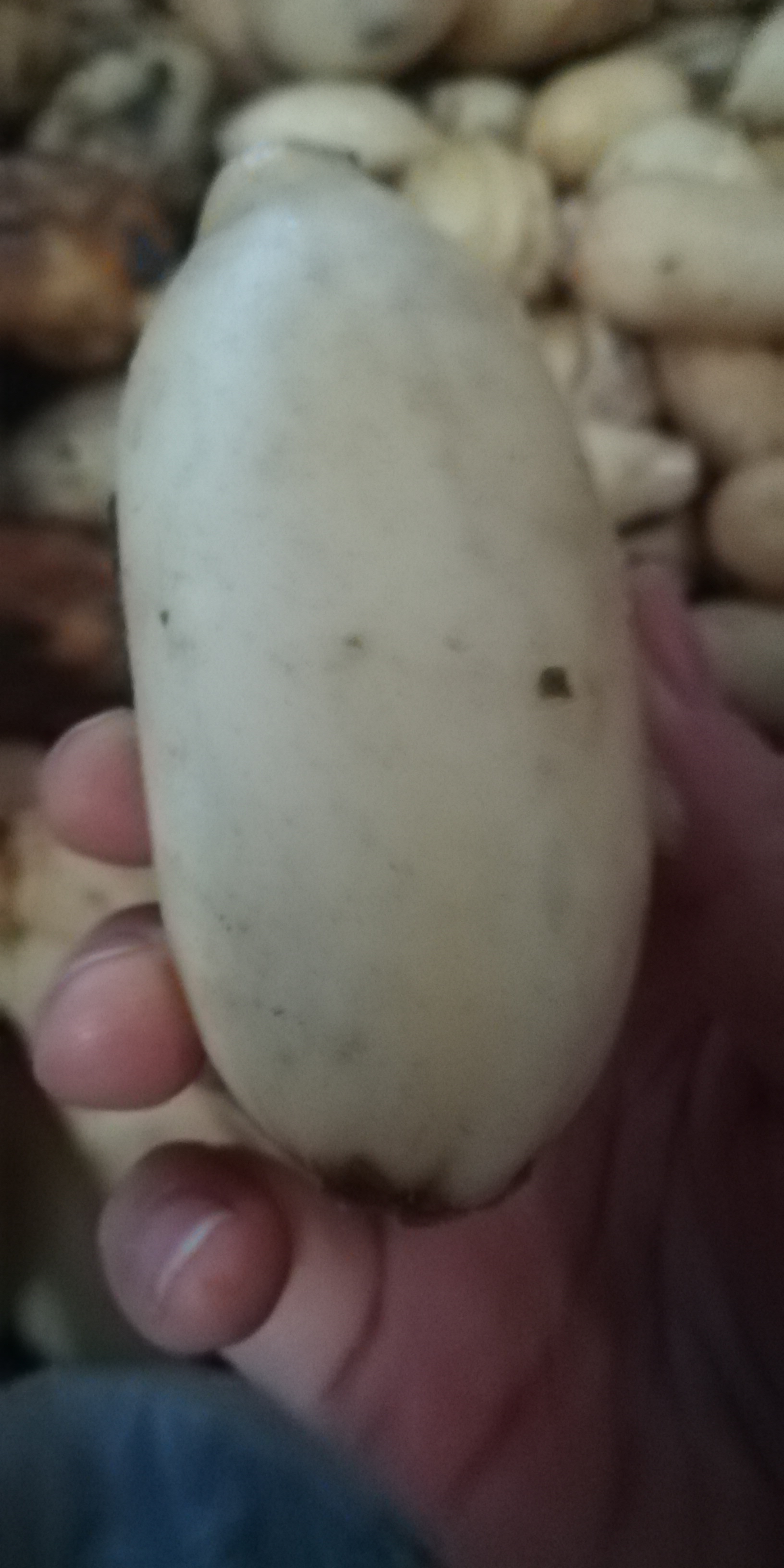 怎样挑选莲藕才能挑得好,莲藕是怎么选的