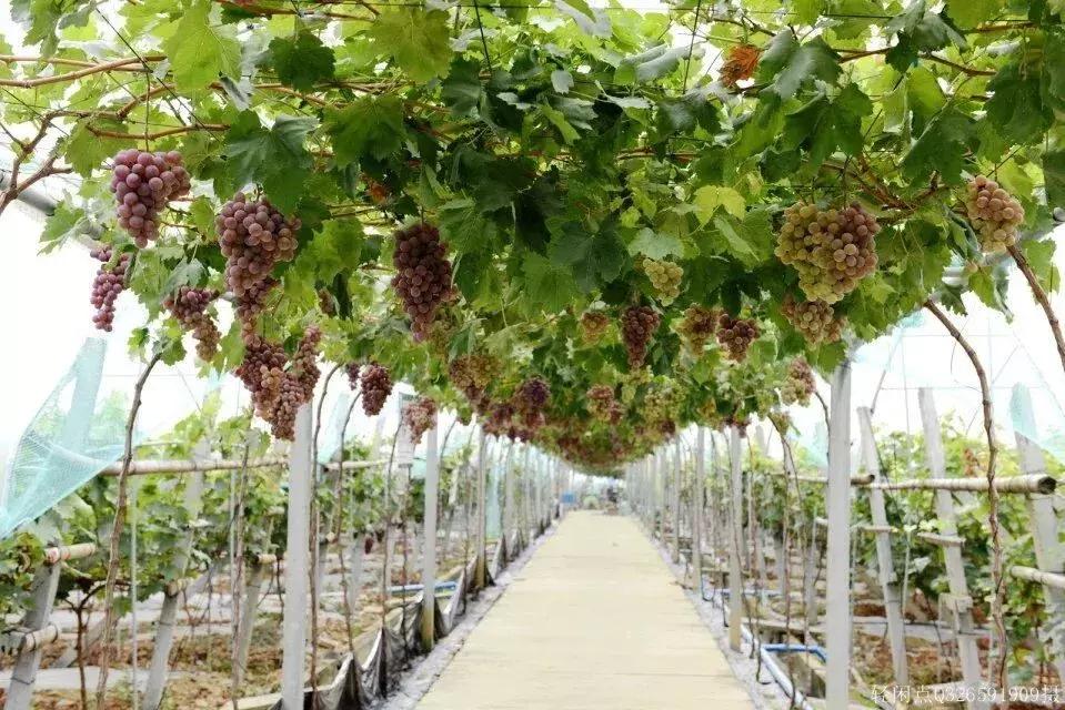 国庆7天去哪玩成都,国庆七天长假去哪里玩