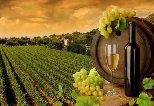 看了新西兰的这些酒庄和美食，让人蠢蠢欲动