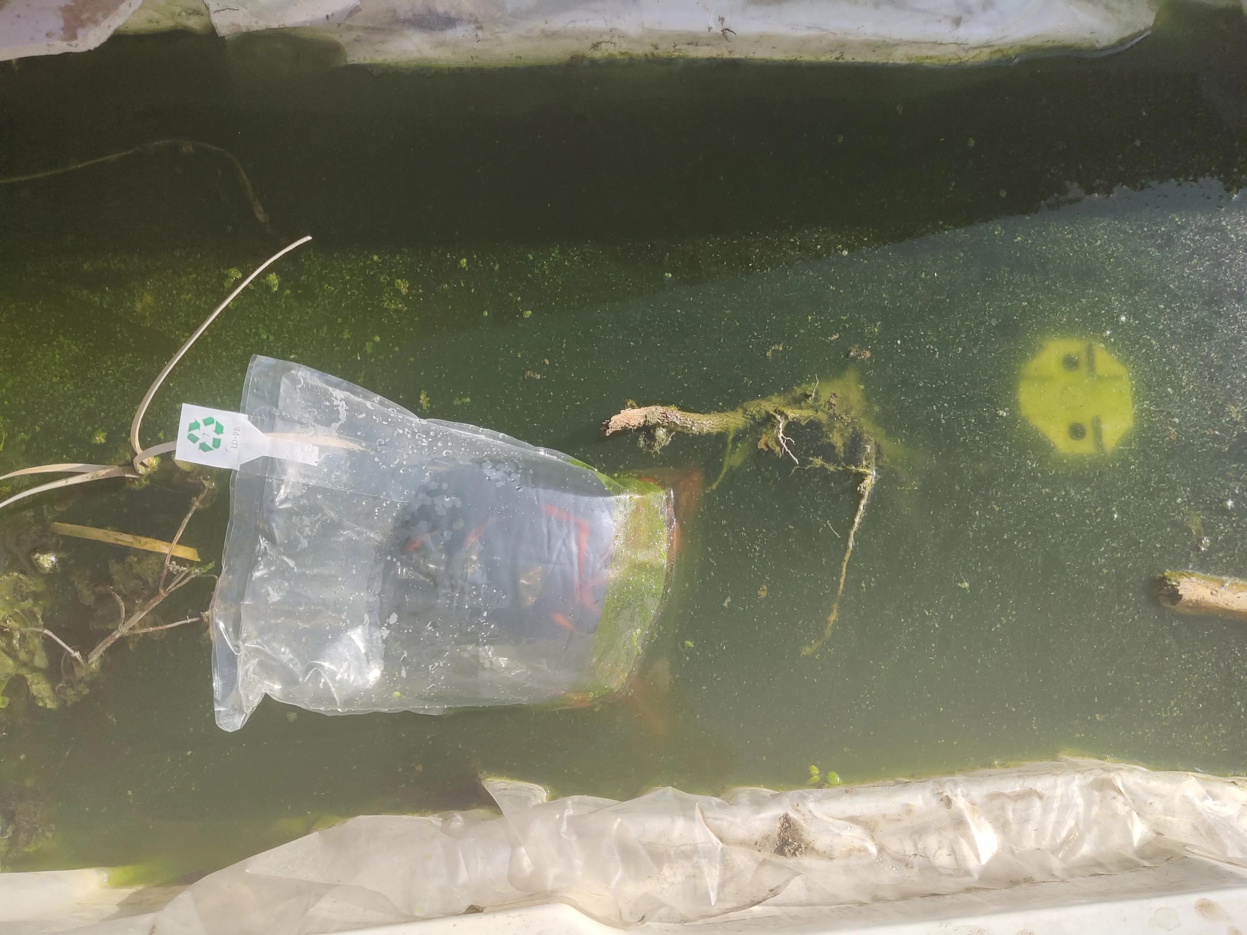 宠物溺水如何抢救,龟溺水救治后怎么处理