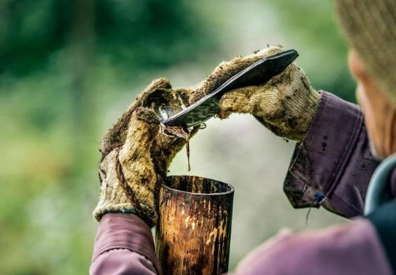 会咬人的漆树是怎样咬人的图片,漆树咬人咋预防和治疗