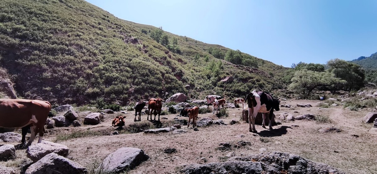 国家为什么大力发展内蒙古,国家为何要大力发展内蒙赤峰市