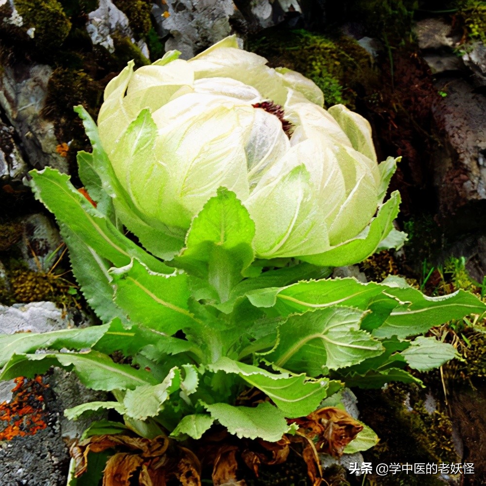 每日一中药茯苓,每日一药腊梅花