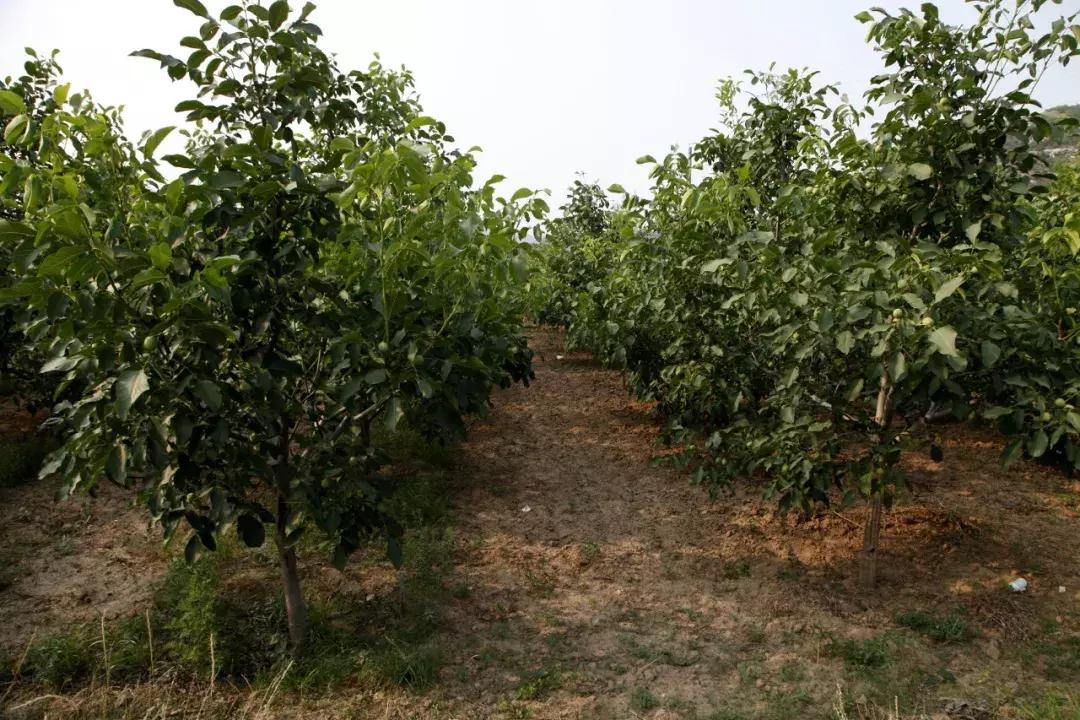 井陉县创业代理,井陉县加盟项目