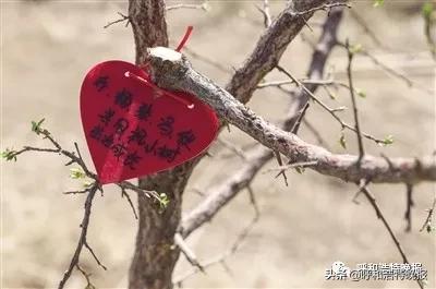 乡村振兴果树种植基地建设项目,种植经济林吹响乡村振兴冲锋号