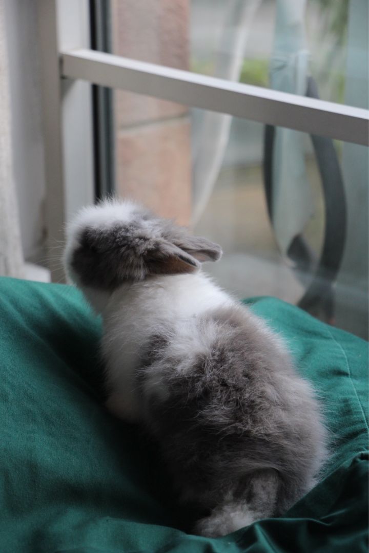 宠物知道主人爱它吗,你的宠物真的爱你吗