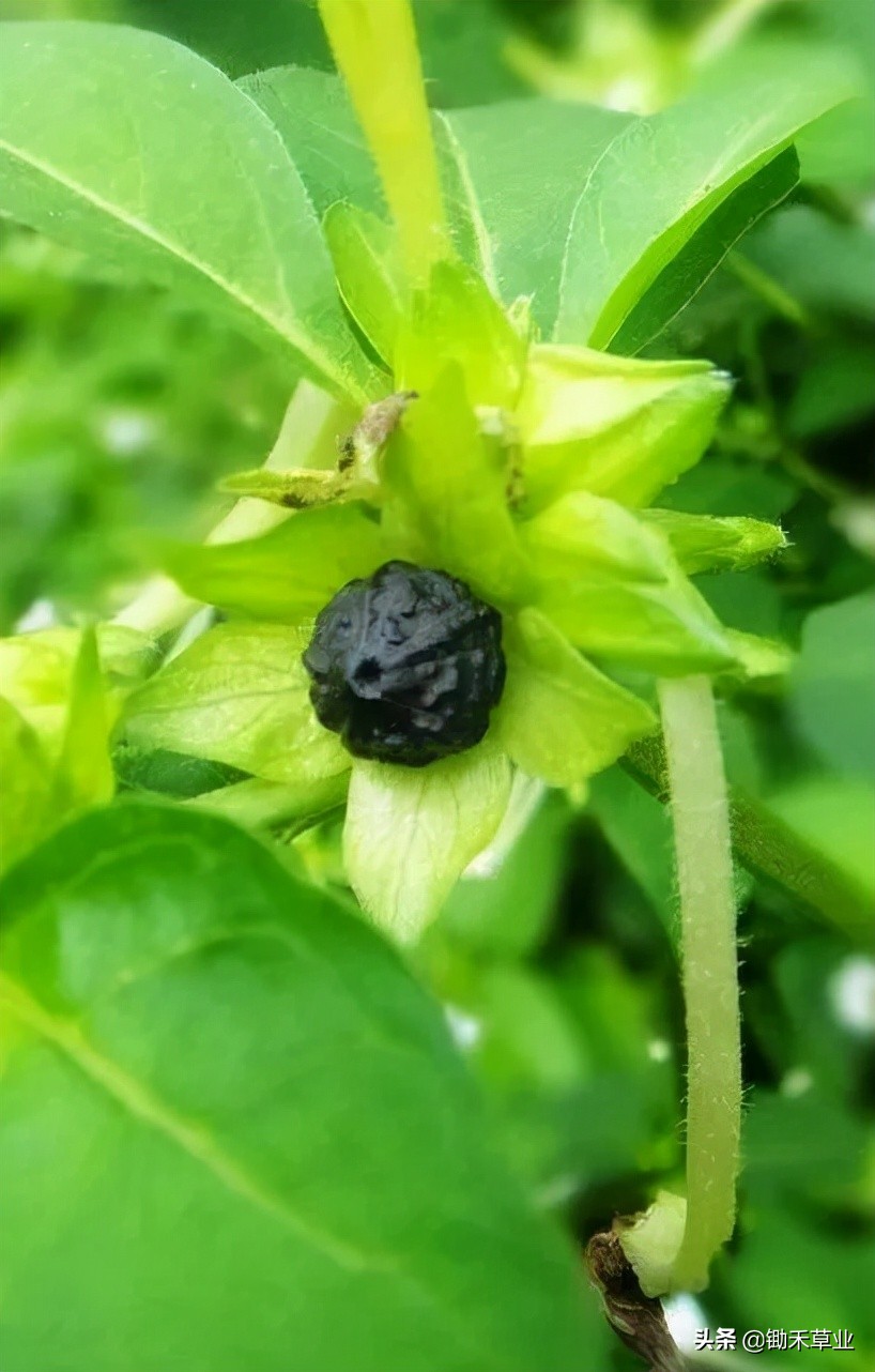 温馨紫茉莉,好看的紫茉莉