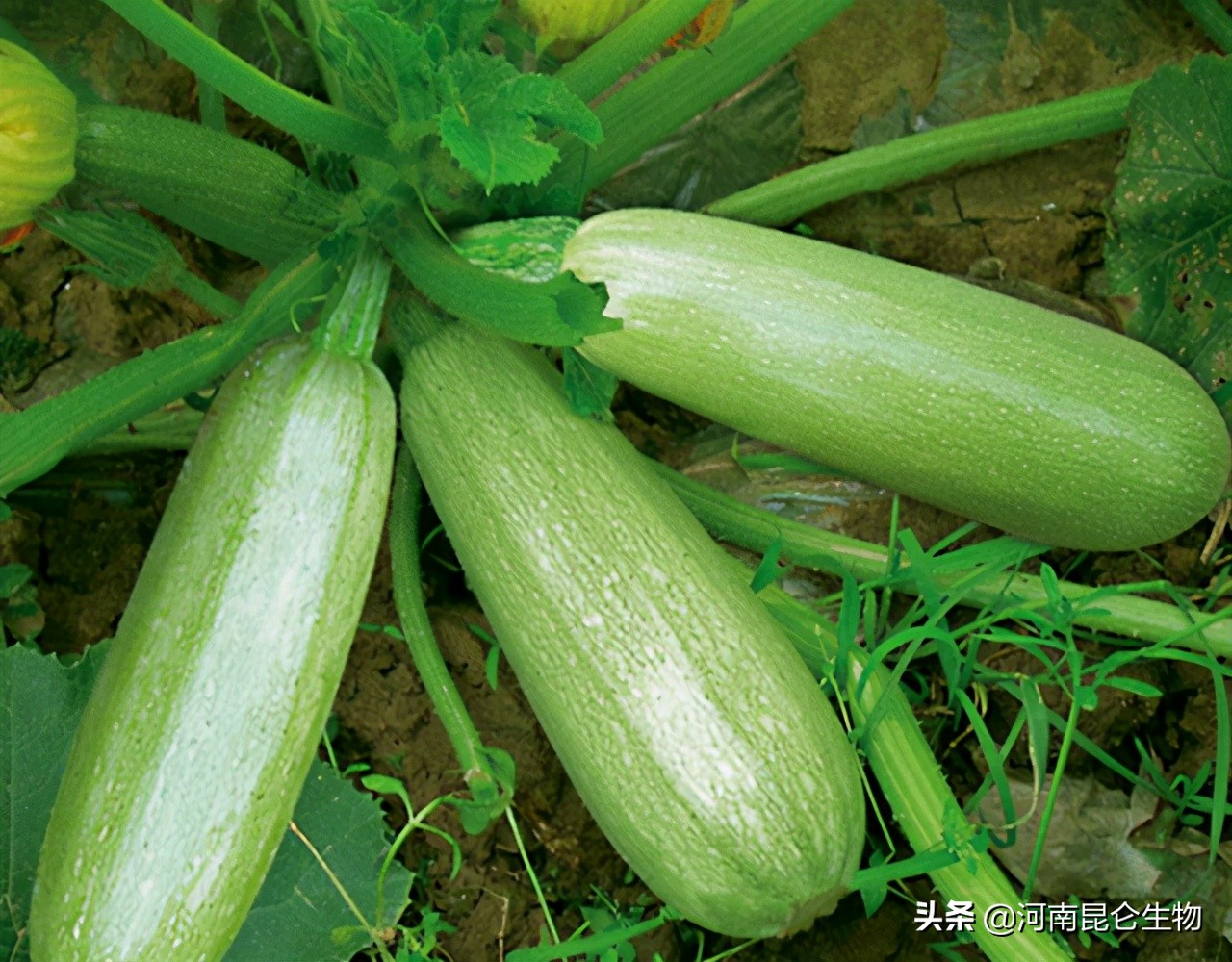 西葫芦老叶发黄怎么救,西葫芦叶子发黄枯萎怎么补救最快