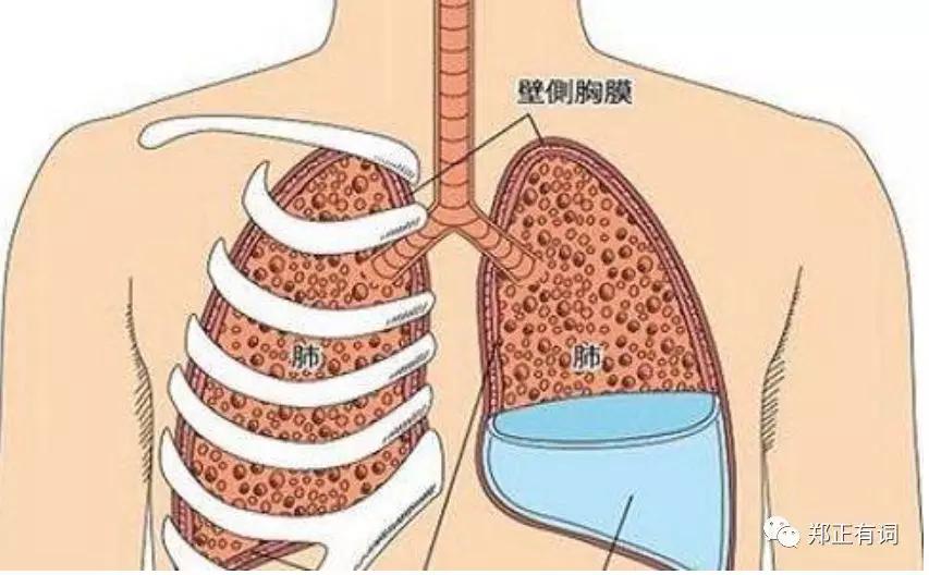 恶性胸腔积液到了最后会是怎样,恶性胸腔积液怎么减少