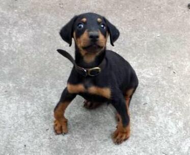 两天不遛狗对狗狗产生的影响,不带狗狗外出遛狗