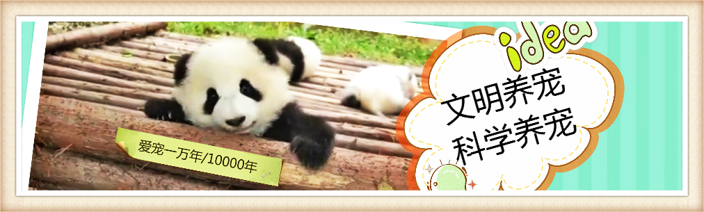 养豚鼠,重点照顾4个方面,特别是牙齿和生育问题