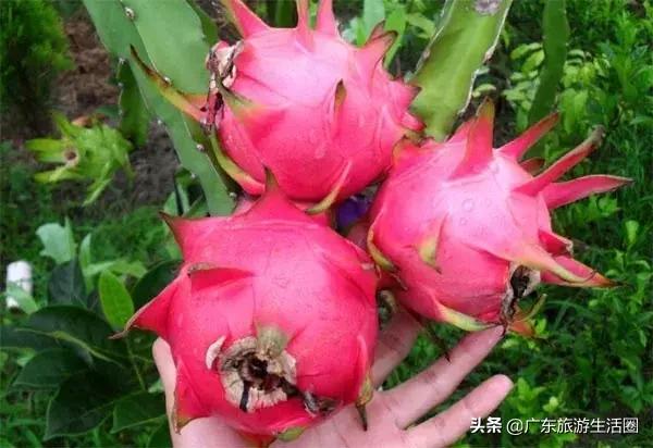 三亚湾高级海景房599元两晚,299入住两天一晚大床房