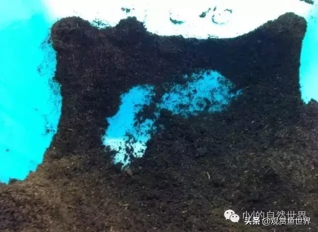 守宫最佳繁殖方法,守宫小技巧