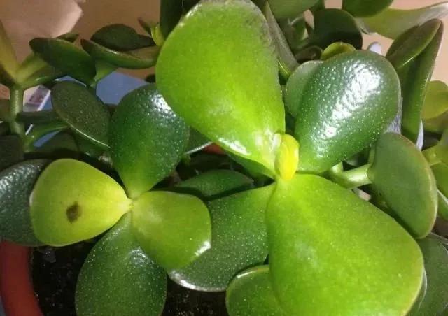 玉树最怕晒什么,玉树最怕冻几年