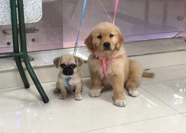 两只狗狗在一起总爱打架,两只狗狗刚相处怎么才不会打架