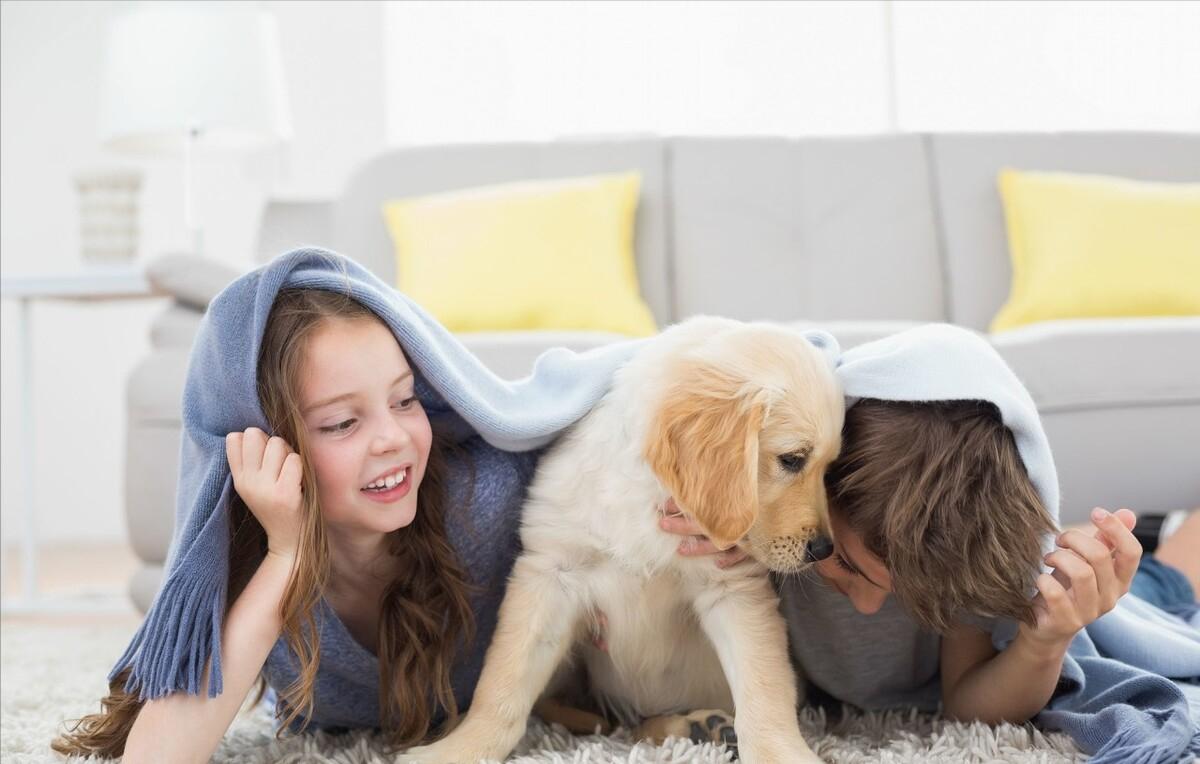 金毛的六大缺点你能接受几条,金毛常见知识大全