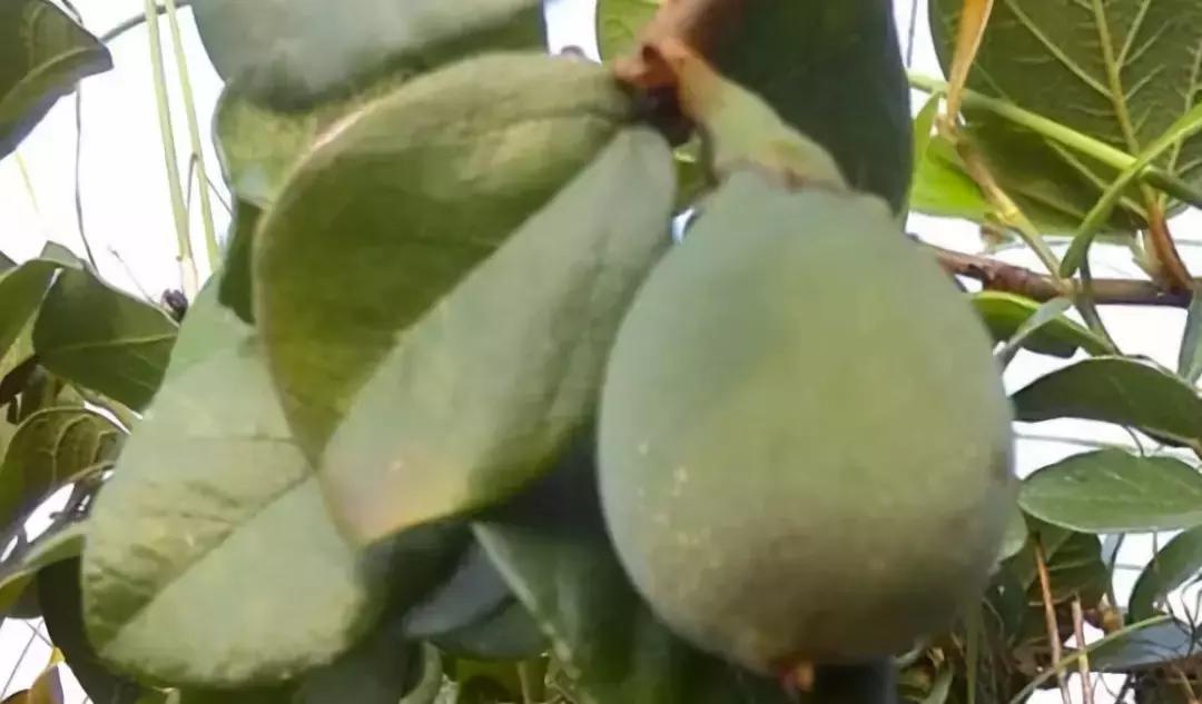 学会这个方法一个夏天不被蚊子咬,果树成熟了怎样防止鸟儿偷吃