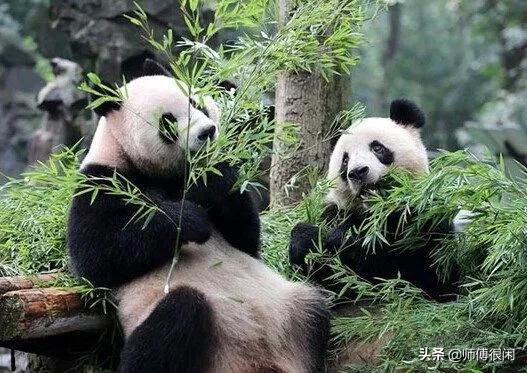 熊猫纪念币银币有没有收藏价值,如何收藏熊猫银币