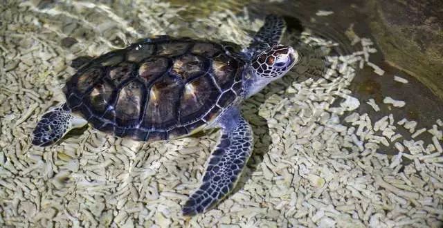 惠州双月湾君廷一线海景酒店推荐,惠州双月湾君廷度假酒店单人房