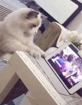 布偶猫在猫界的智商排行,世界第一公认仙女猫布偶猫