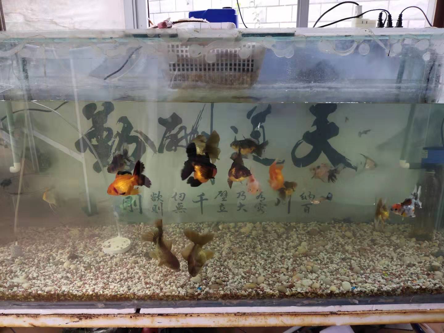 玻璃鱼缸漏水最简单的修补方法,鱼缸过滤网漏水冲击水面怎么回事