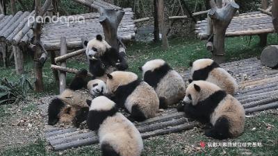 如何快速识别熊猫,熊猫的战斗力在动物界排名