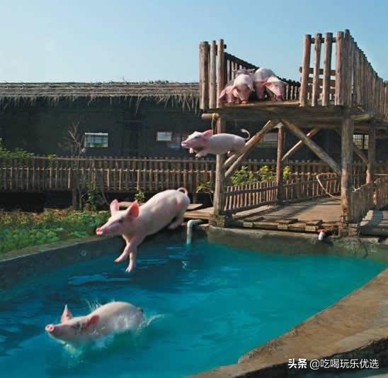 深圳观澜山水田园游乐设施,观澜山水田园旅游文化园相片