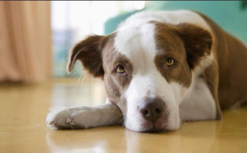 狗狗刚生完小狗注意事项,狗狗刚生完小狗喂什么