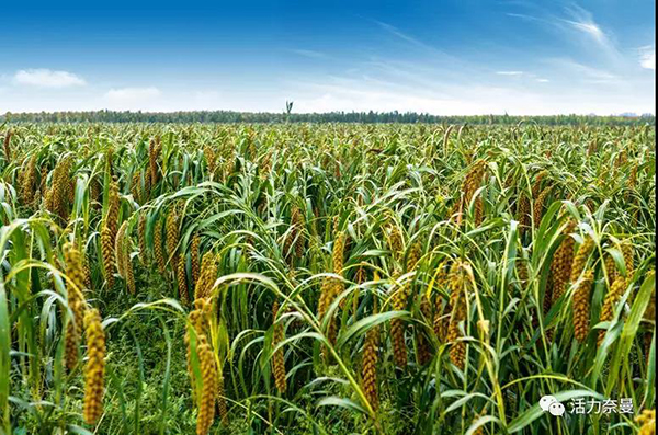 45万奈曼人的名片，太漂亮了！除了中华麦饭石你还知多少？