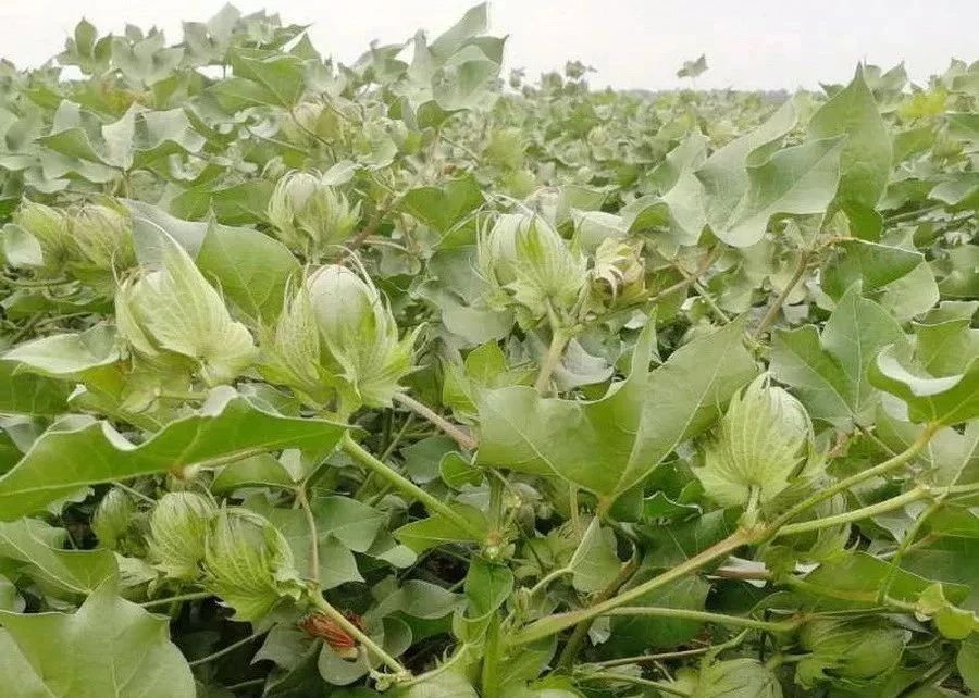 硫酸钾与氯化钾与硝酸钾的区别,硫酸钾与氯化钾有什么区别