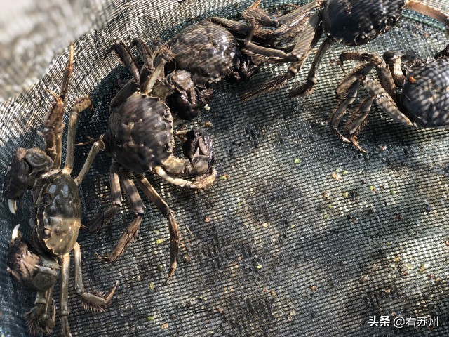 阳澄湖大闸蟹为什么能独占鳌头,阳澄湖大闸蟹上岸